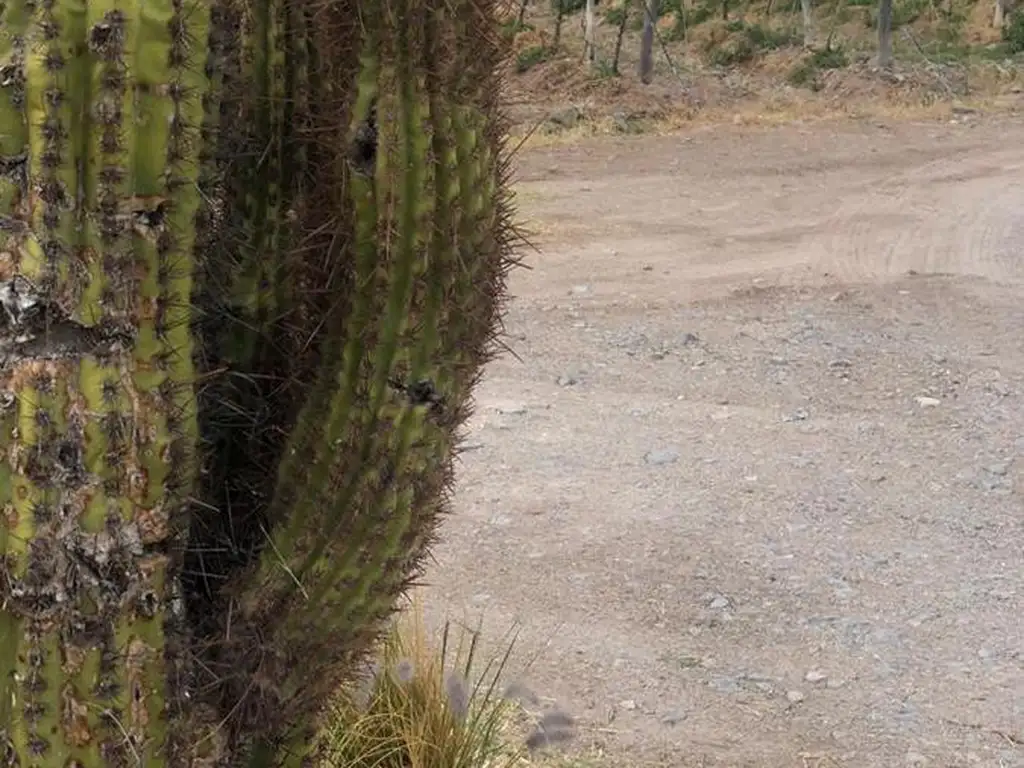 Terreno de 20 ha en Venta en Cafayate - Salta