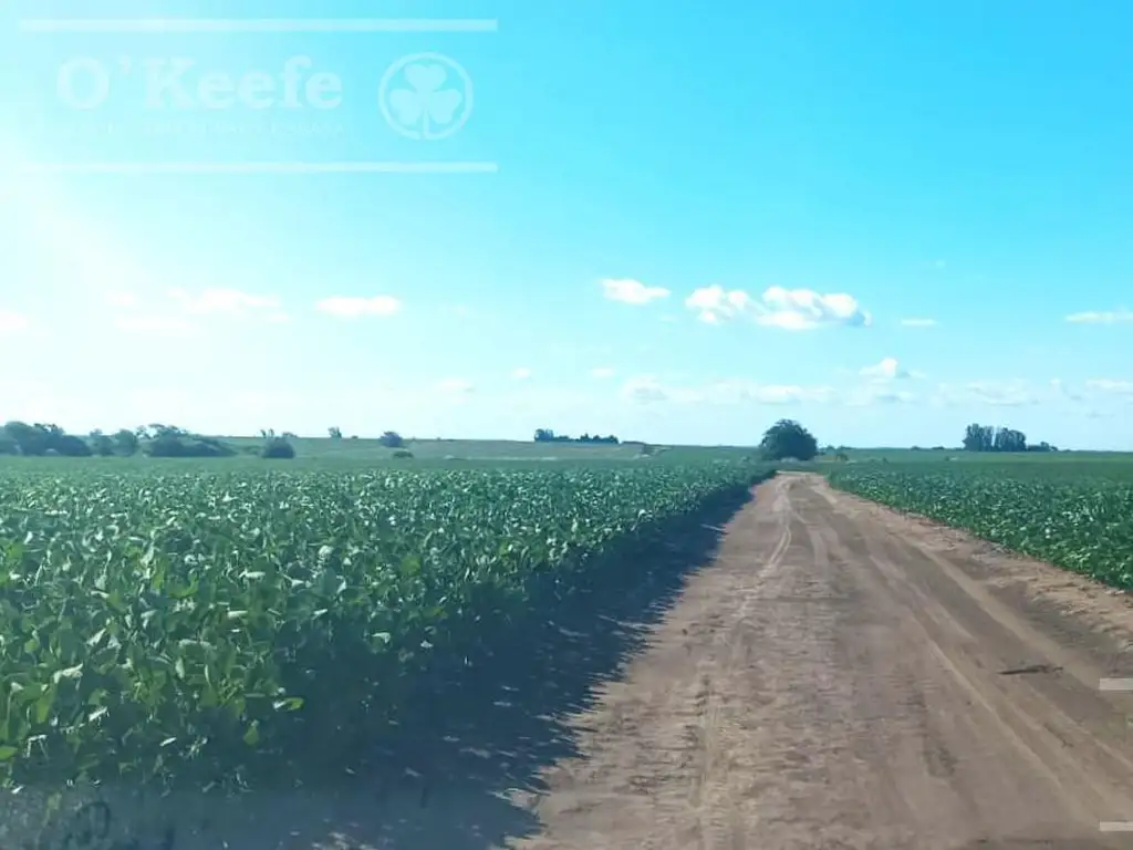 Campo Agrícola en venta de 60 has en Baradero