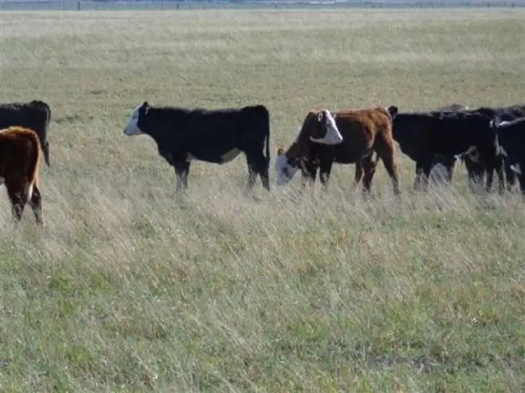 Campo  en Venta en Puelches, Curaco, La Pampa