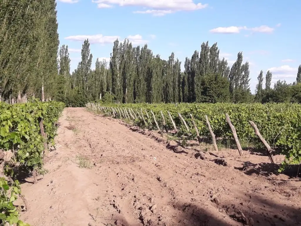 CASA CON FINCA FRUTALES Y VIÑEDO ALVEAR MENDOZA VENTA ACEPTA PERMUTA