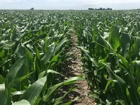 Campo en Venta en Casalegno