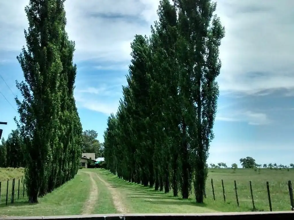 100 has con hermoso casco excelente campo ganadero - forestal