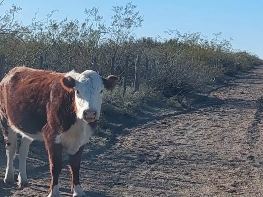 VENTA CAMPO GANADERO CRIA Y RECRIA, LA PAMPA 10.582 HECTAREAS