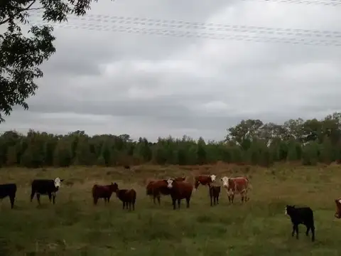 Campo en Venta