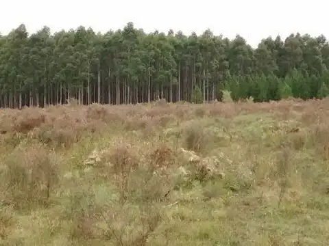 Campo en Venta -