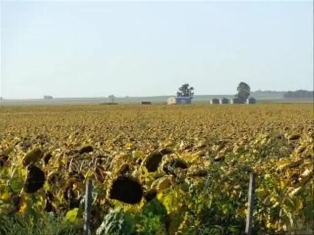 Campo  en Alquiler en Coronel Hilario Lagos, Chapaleufu, La Pampa