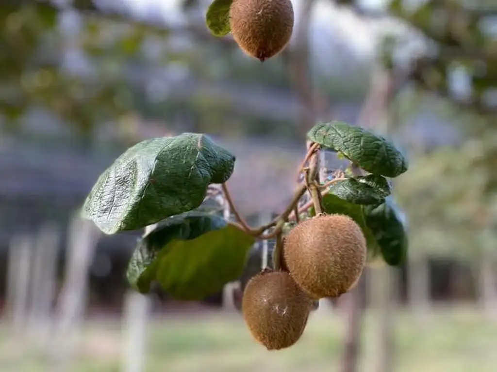 17 hectáreas con producción de kiwi