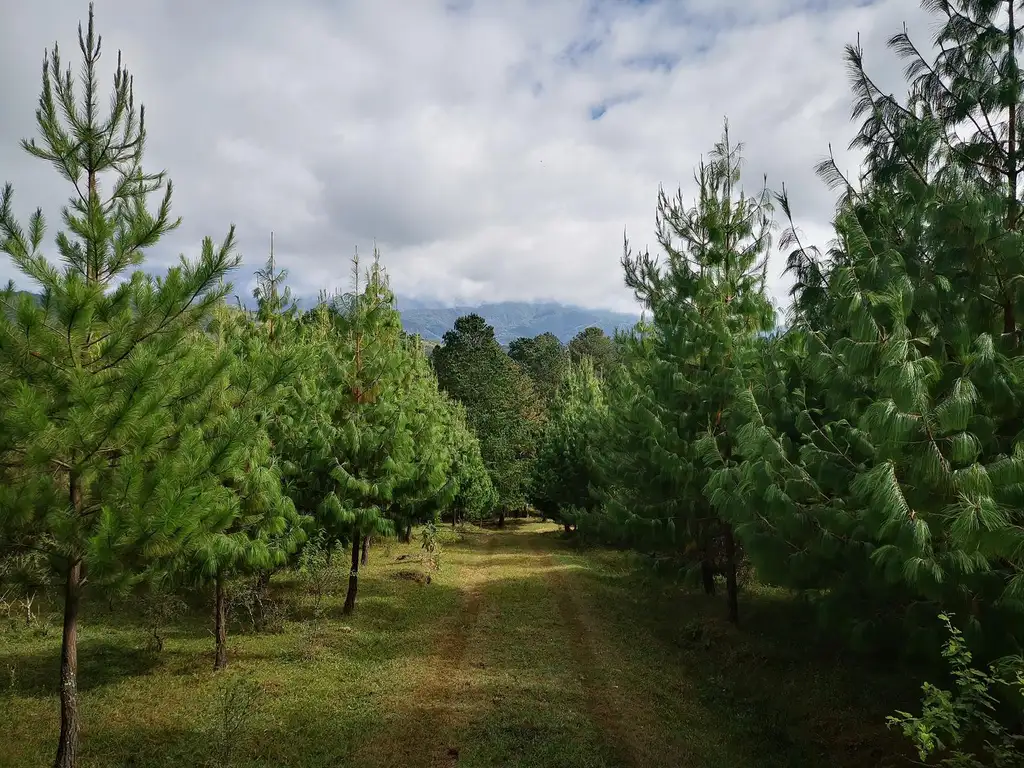 Campo Foresto Ganadero en Venta