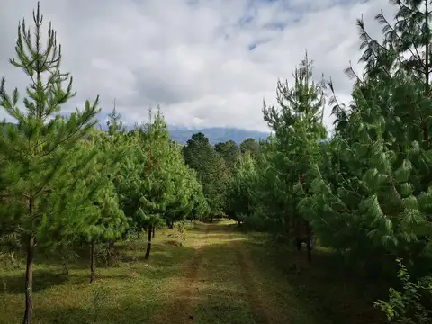 Campo Foresto Ganadero en Venta