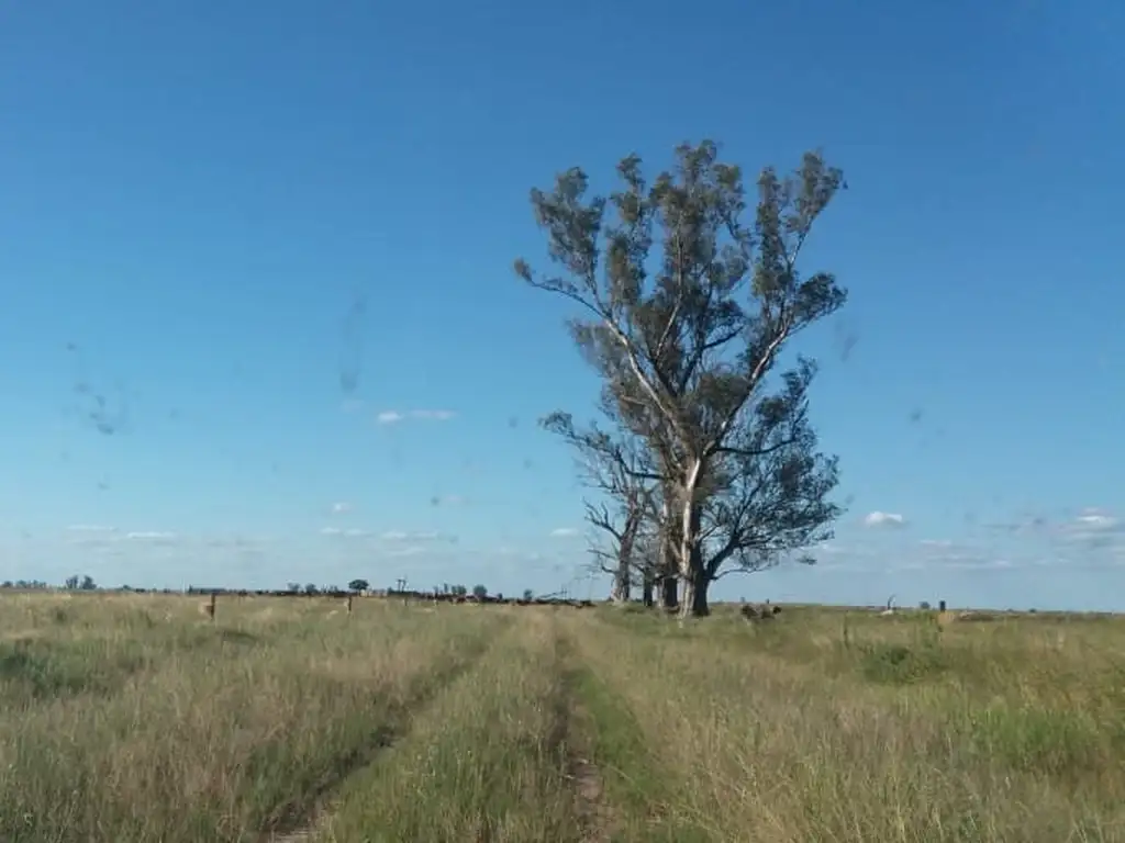 BUEN CAMPO GANADERO. AGRICOLA