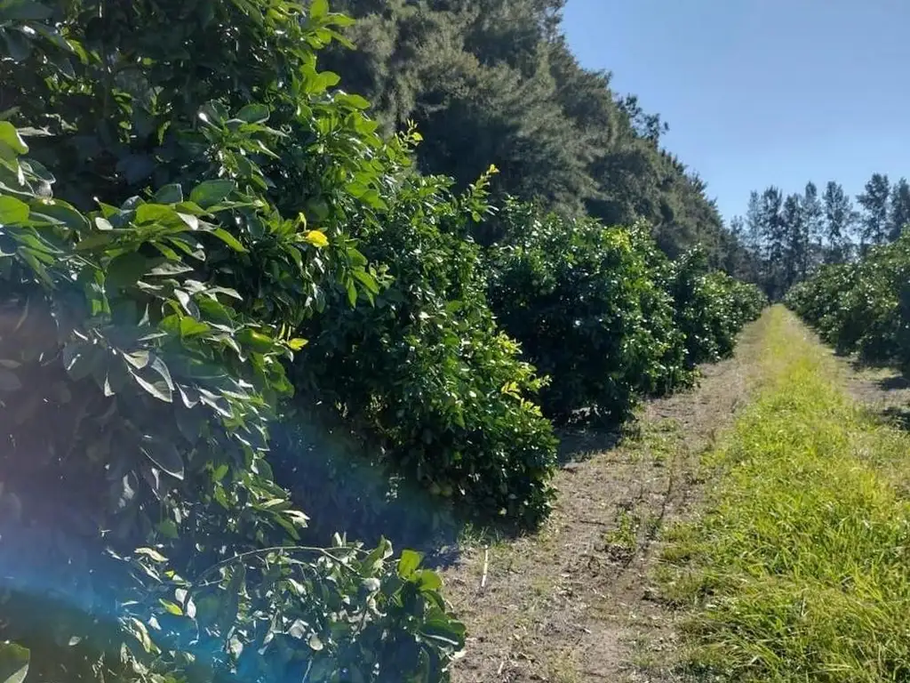 22 hectáreas con monte de cítricos y casco