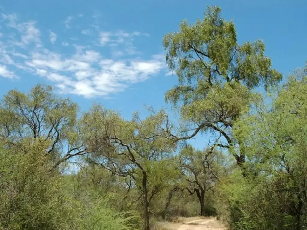 RESERVA DE CARBONO