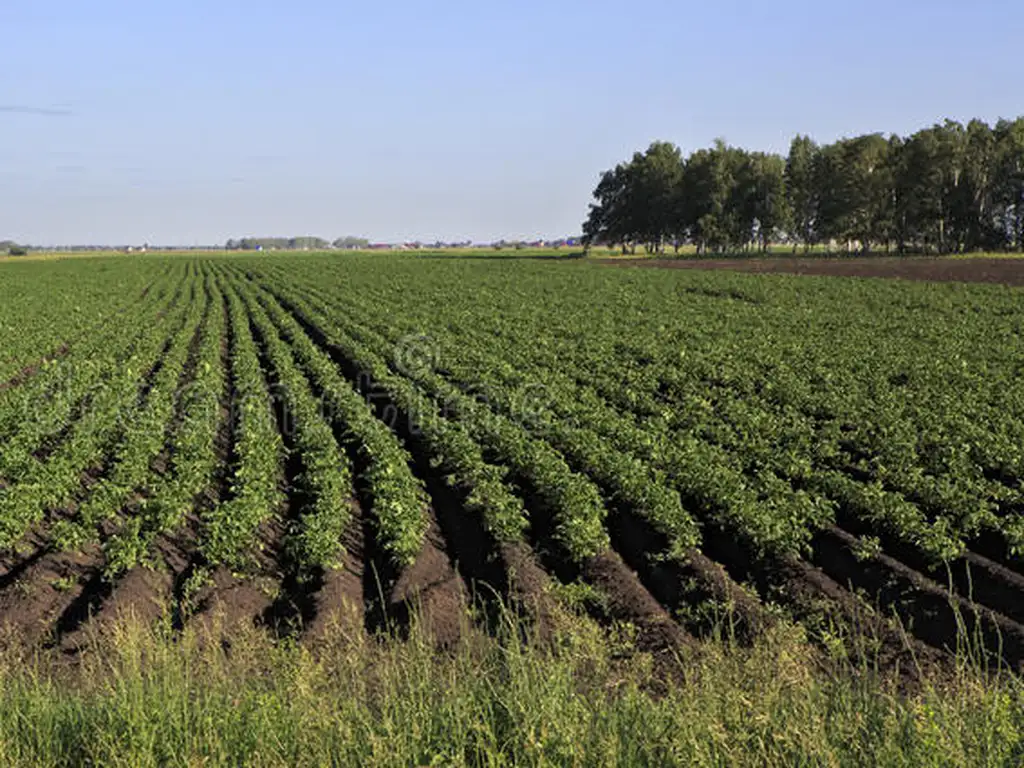 Vendo campo 50ha