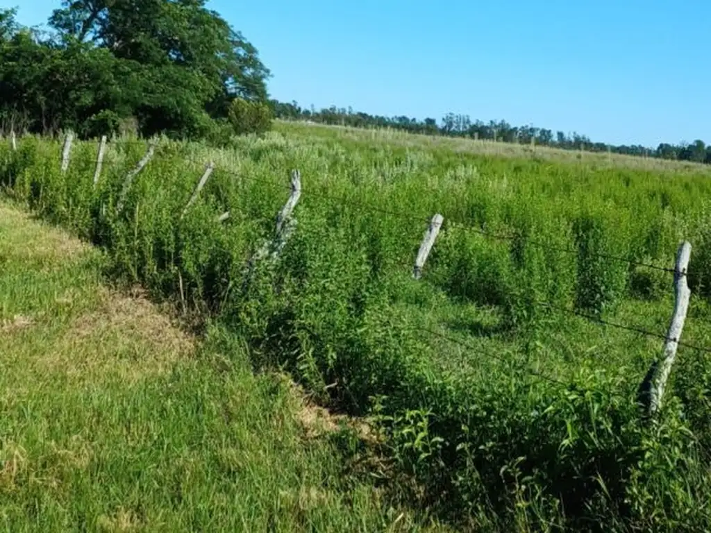 Venta - Campo Agricola - Ganadero - Bella Vista - Corrientes