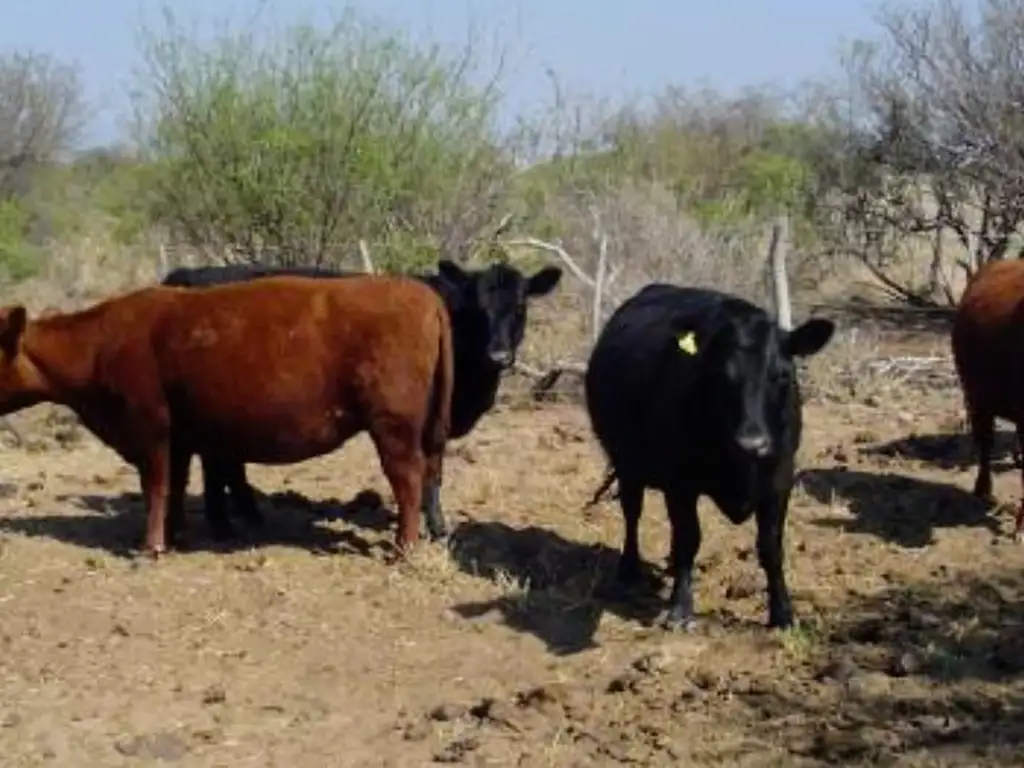 Vendo campo con mejoras de 6100 has,La Humada