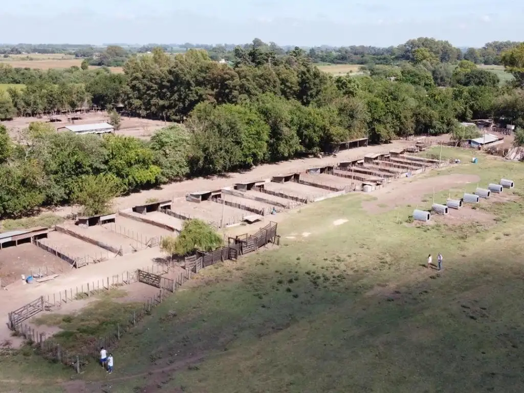 Campo de 5 Has para cria y engorde de porcino a la venta