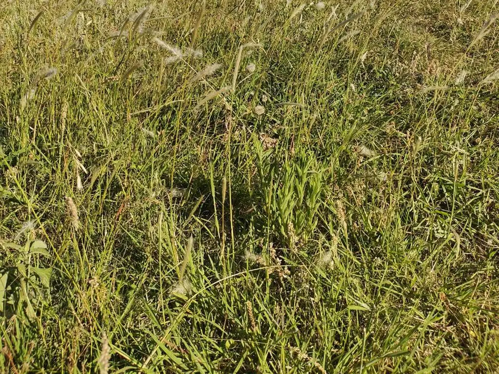 Terreno en Punta Chacra