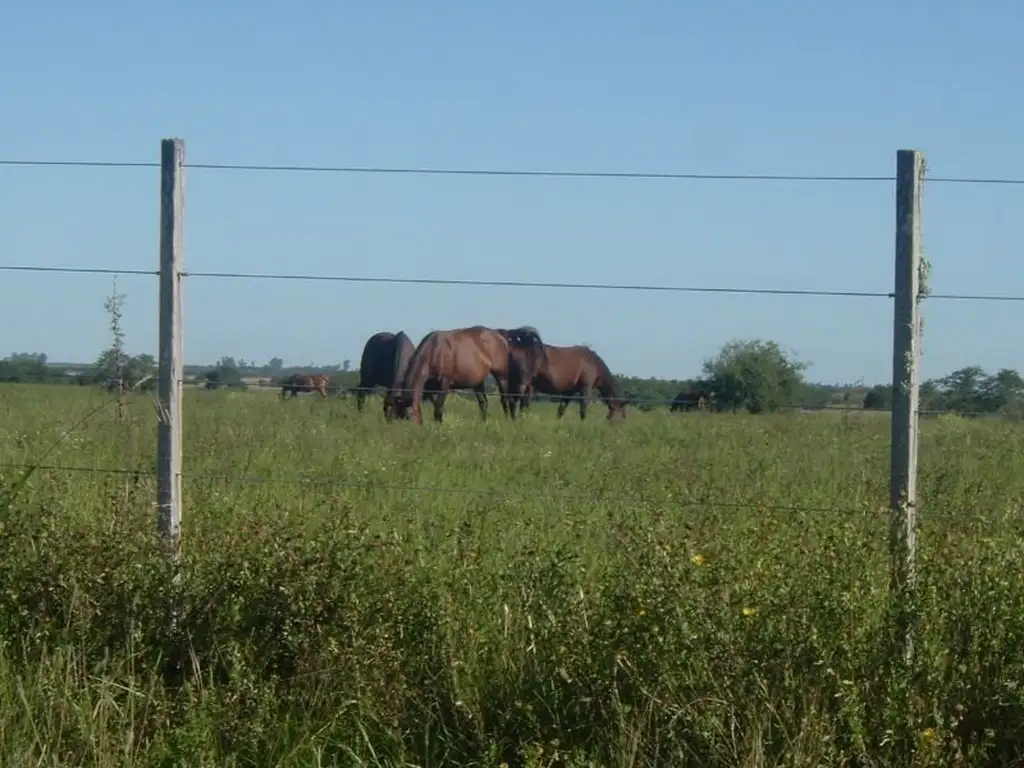 Muy buen campo, apto varios destinos, cercano a Larroque, Gualeguaychú y Gualeguay