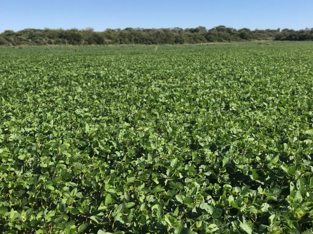 Campo en venta en Rio Primero 33 Hectáreas