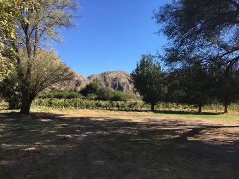 VENTA DE FINCA Y BODEGA EN CATAMARCA