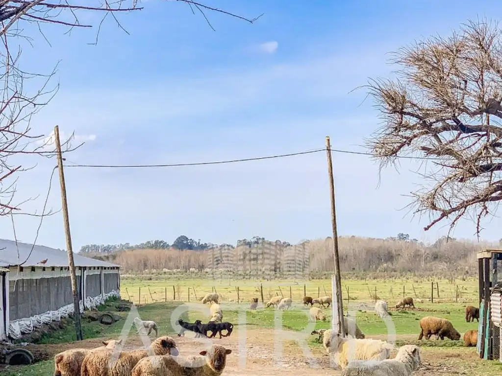 Venta de granja A DESARMAR en Pilar