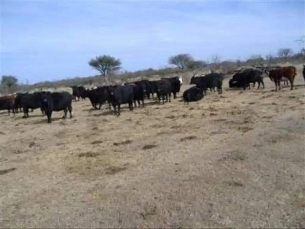 Campo  en Venta en 25 De Mayo, Puelen, La Pampa