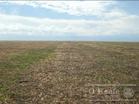 Chacra de 30 Has en Lincoln en venta - Agricola - Buena renta agrícola, resguardo de valor
