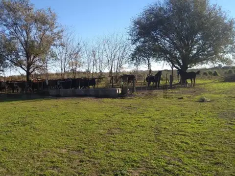 VENTA CAMPO AGRÍCOLA Y GANADERO EN ARMSTRONG