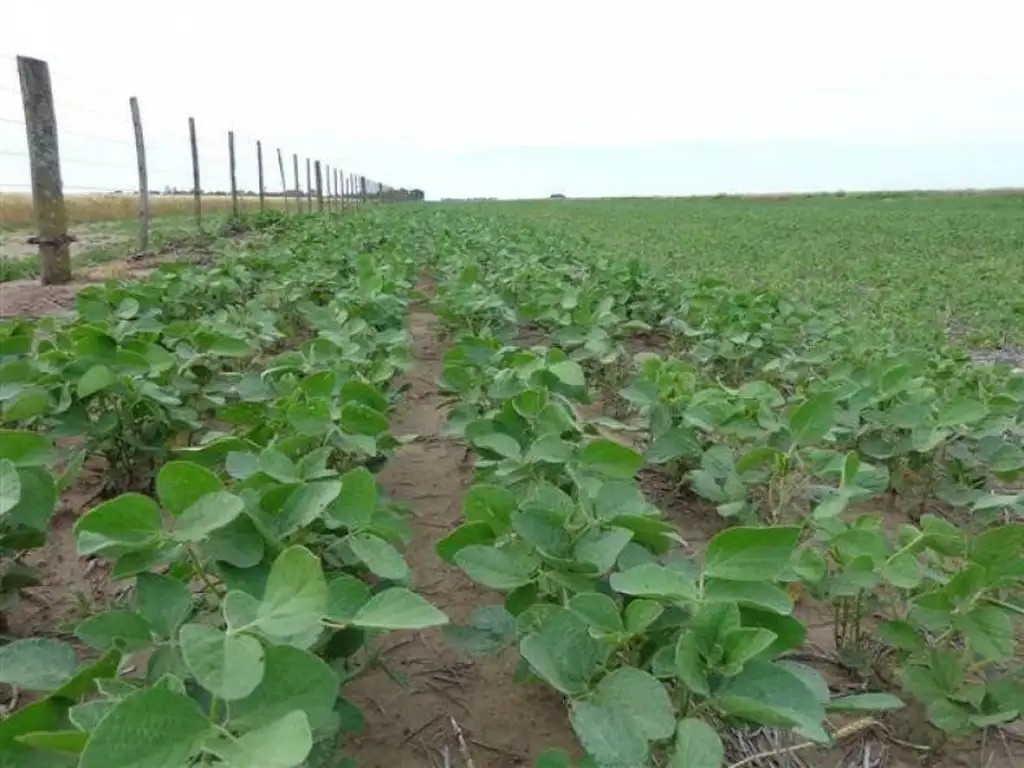 Campo  en Alquiler en Zona Rural, Rafaela, Castellanos