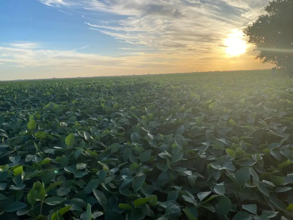 Campo Agricola en Pergamino 515 Hectareas